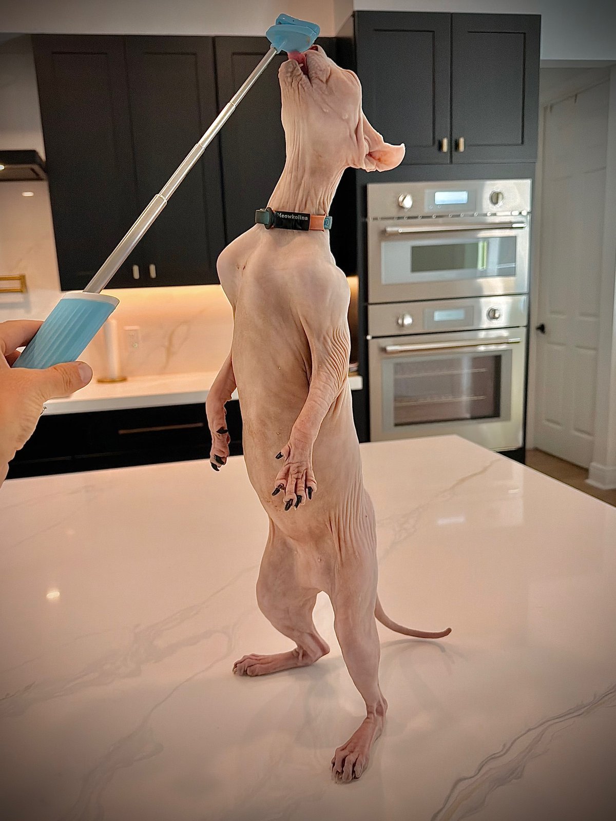 Cat standing for a treat from the Lure Stick™