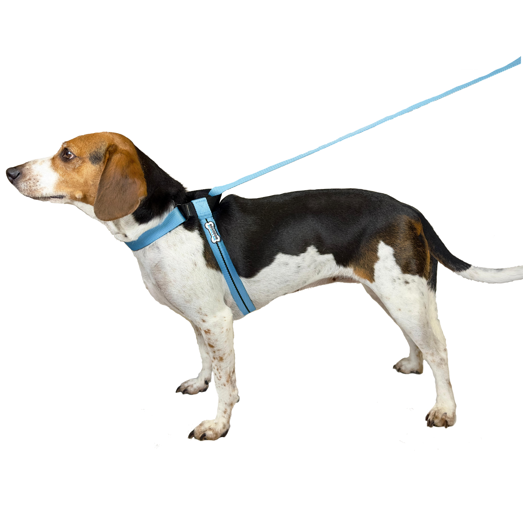 Pull-Stopper Pro™ on a Beagle